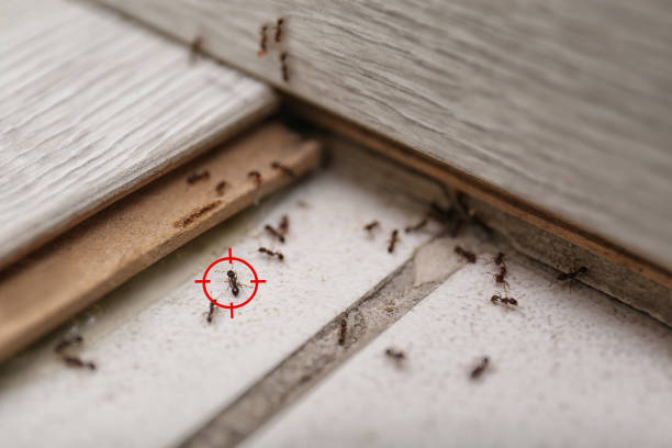 Spider Control Near Me in Harris Hill, NY