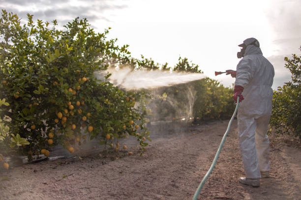 Best Bed Bug Extermination  in Harris Hill, NY