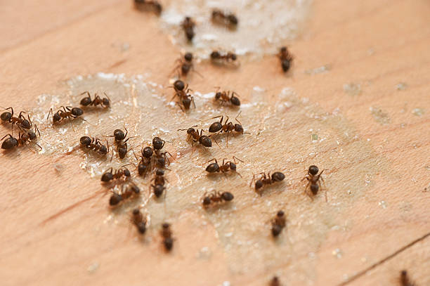 Best Emergency Pest Control  in Harris Hill, NY